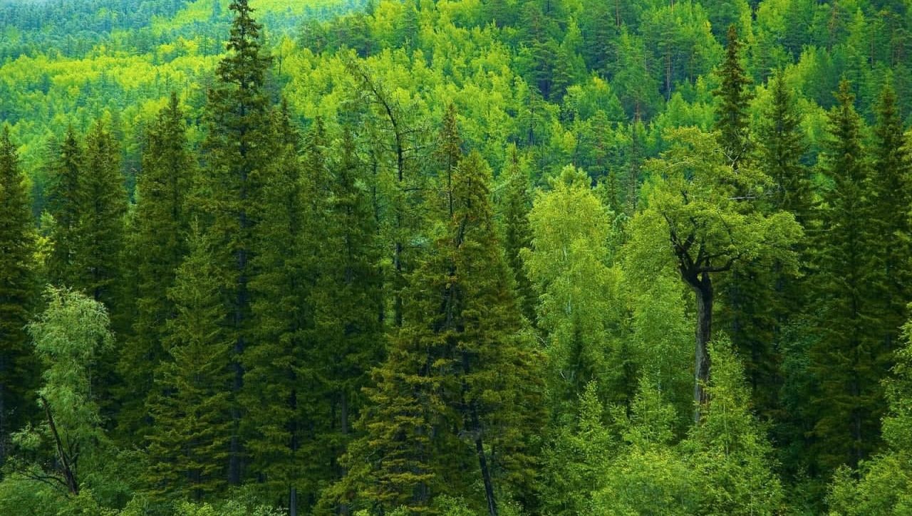 Дунёда ўрмонлар қисқармоқда: 2025 йилги динамика