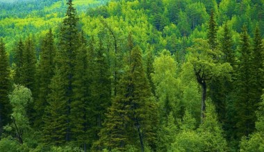 Dunyoda o‘rmonlar qisqarmoqda: 2025 yilgi dinamika