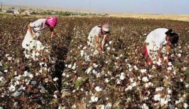 Пахта мавсумида мажбурий меҳнатга йўл қўйган 8 нафар мансабдор жазоланди