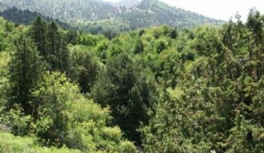 Yer yuzida har soniyada 1,5 gektar yashillik nobud bo‘lmoqda